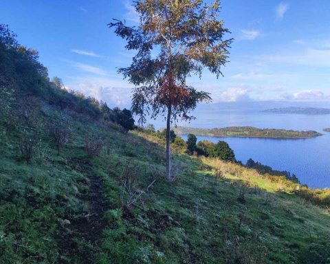 Mundys, Neya lancia in Cile nuovo progetto riforestazione di 170 ettari