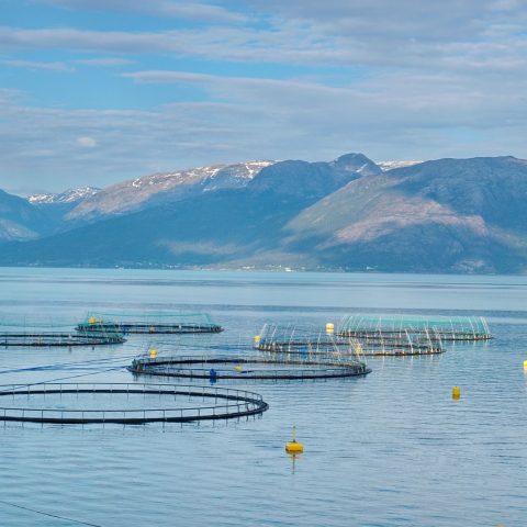 Allevamento di salmoni a Hardangerfjord (Canva)