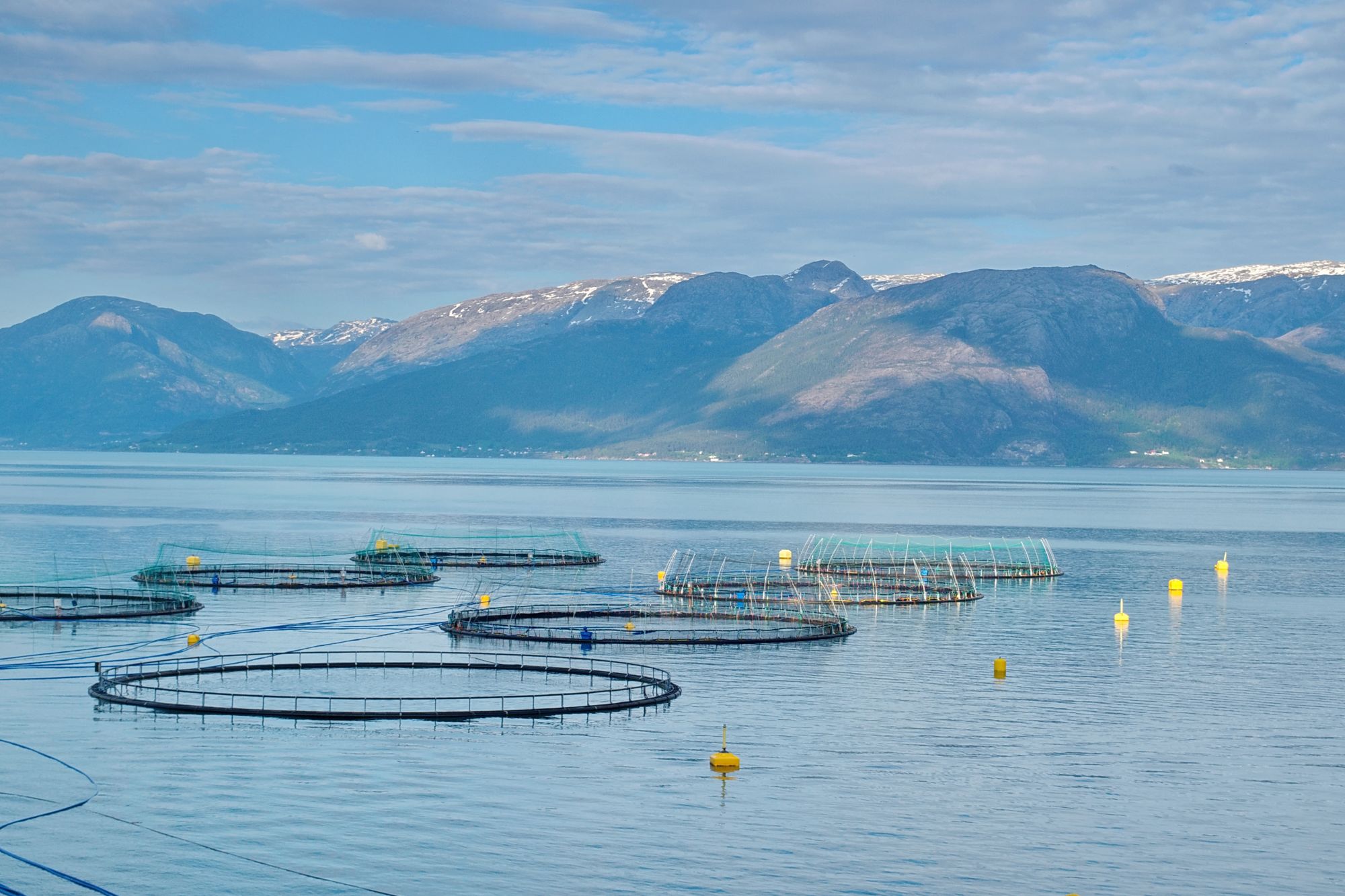 Allevamento di salmoni a Hardangerfjord (Canva)