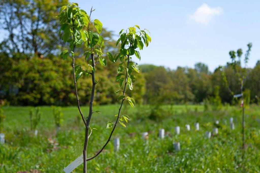 Energia green, solidarietà e rigenerazione, 293 progetti di Csr