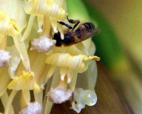 Clima, infrastrutture verdi per la tutela degli impollinatori ﻿
