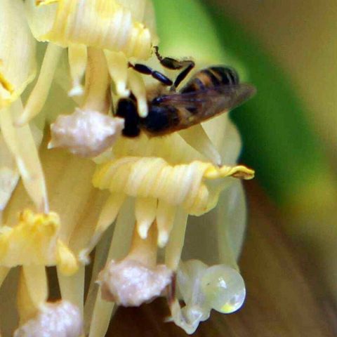 Clima, infrastrutture verdi per la tutela degli impollinatori ﻿