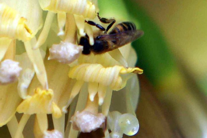 Clima, infrastrutture verdi per la tutela degli impollinatori ﻿