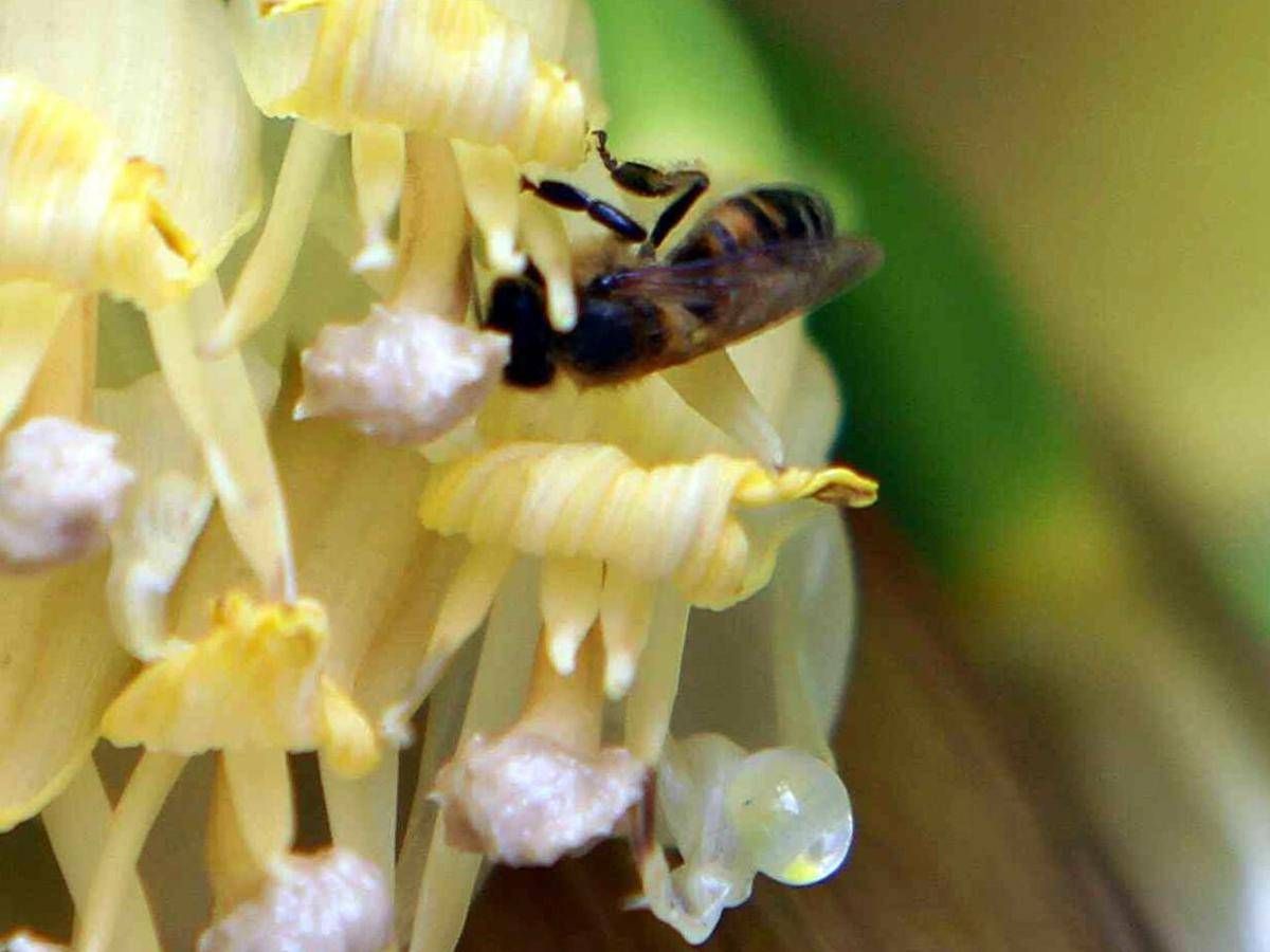 Clima, infrastrutture verdi per la tutela degli impollinatori ﻿