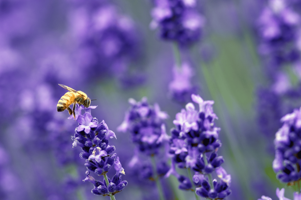 Ape lavanda