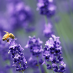 Ape lavanda