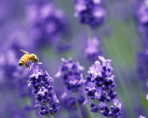 Ape lavanda