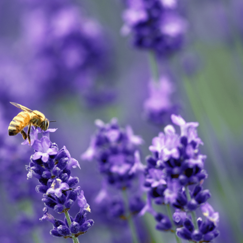 Ape lavanda