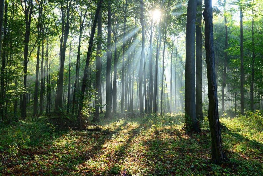 Il clima cambia le foreste, lo scenario al