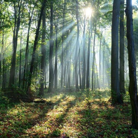 Il clima cambia le foreste, lo scenario al