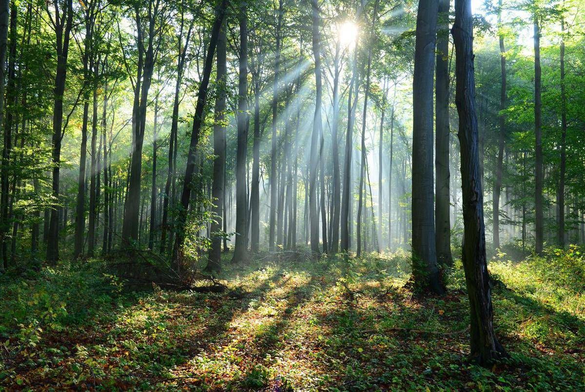 Il clima cambia le foreste, lo scenario al