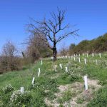 Oasi biodiversità pavia us