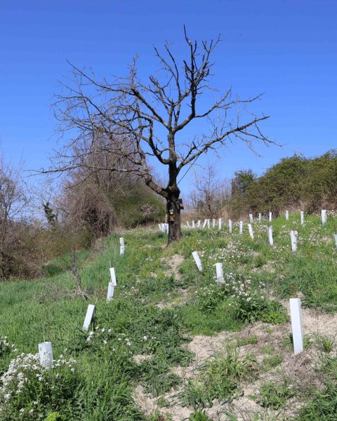 Oasi biodiversità pavia us