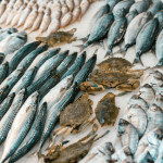 Banco pesce canva