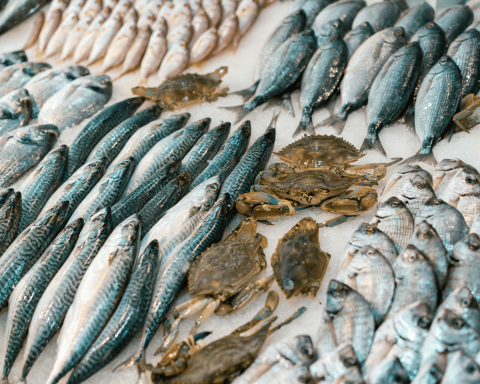 Banco pesce canva