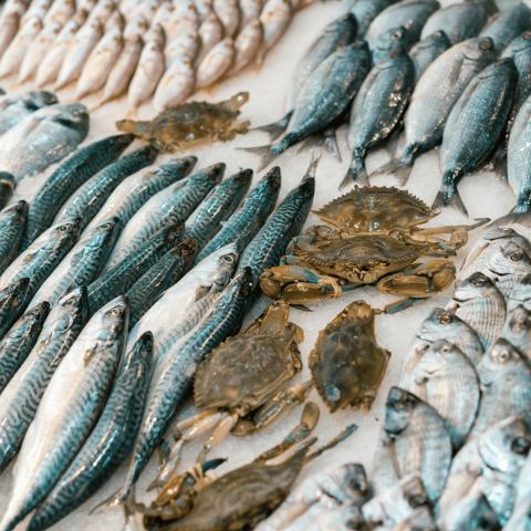 Banco pesce canva