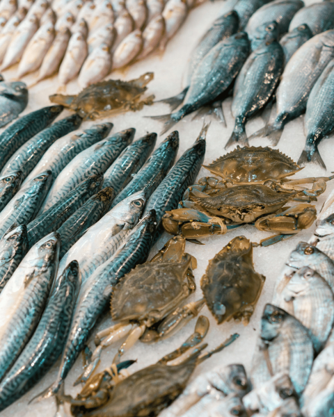 Banco pesce canva