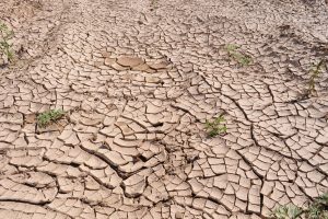 Siccita africa intelligenza artificiale canva