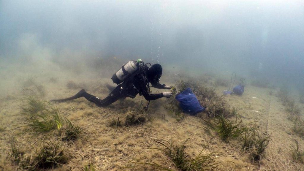 Findus rafforza l'impegno per la tutela del mare, lotta a plastiche e ripristino posidonia oceanica