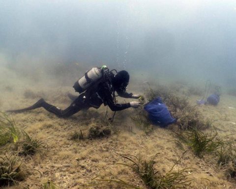 Findus rafforza l'impegno per la tutela del mare, lotta a plastiche e ripristino posidonia oceanica