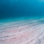Fondale marino canva
