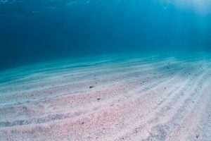 Fondale marino canva