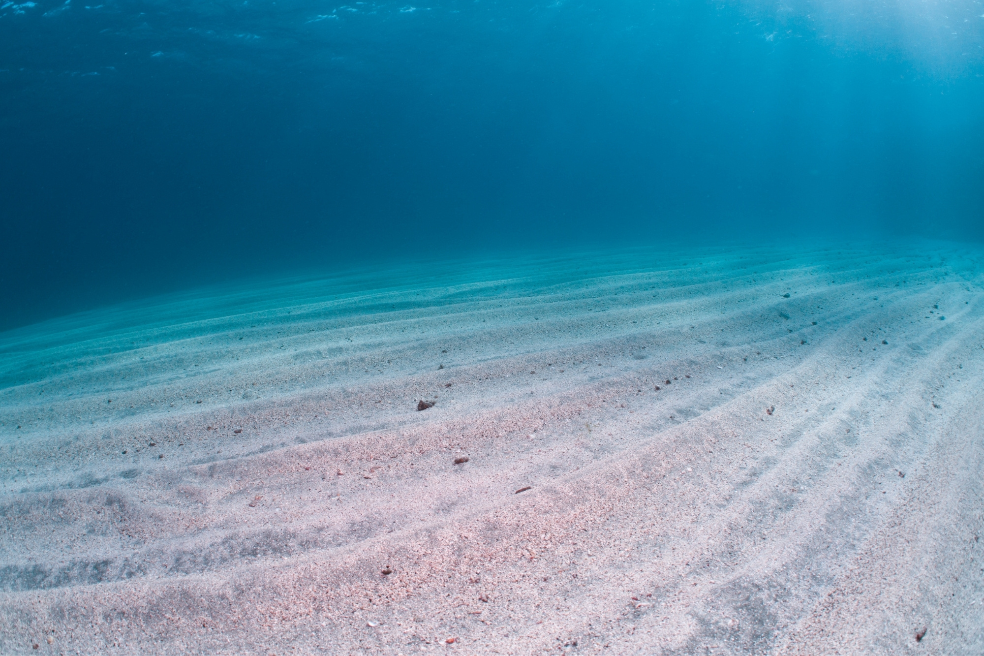 Fondale marino canva