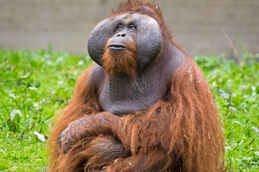 Orango Tapanuli Indonesia canva