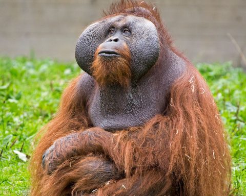 Orango Tapanuli Indonesia canva