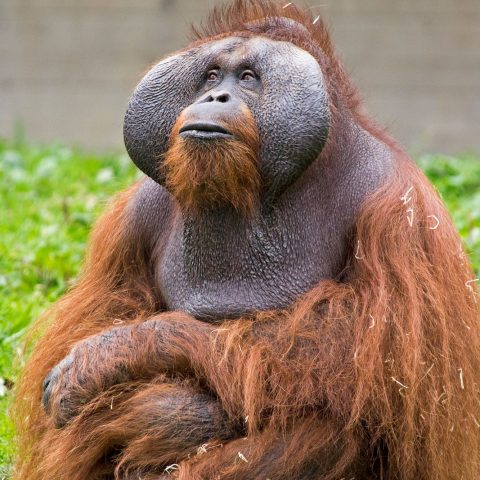 Orango Tapanuli Indonesia canva