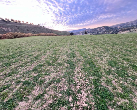 Masini (Coldiretti): ''piano invasi e innovazione sui campi contro rischio desertificazione''