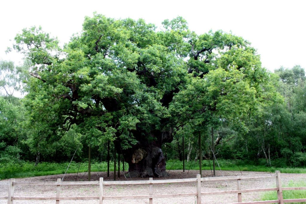 Major oak Paul Buckingham wikimedia commons