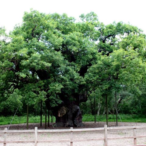 Major oak Paul Buckingham wikimedia commons