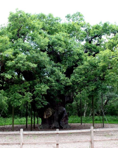 Major oak Paul Buckingham wikimedia commons
