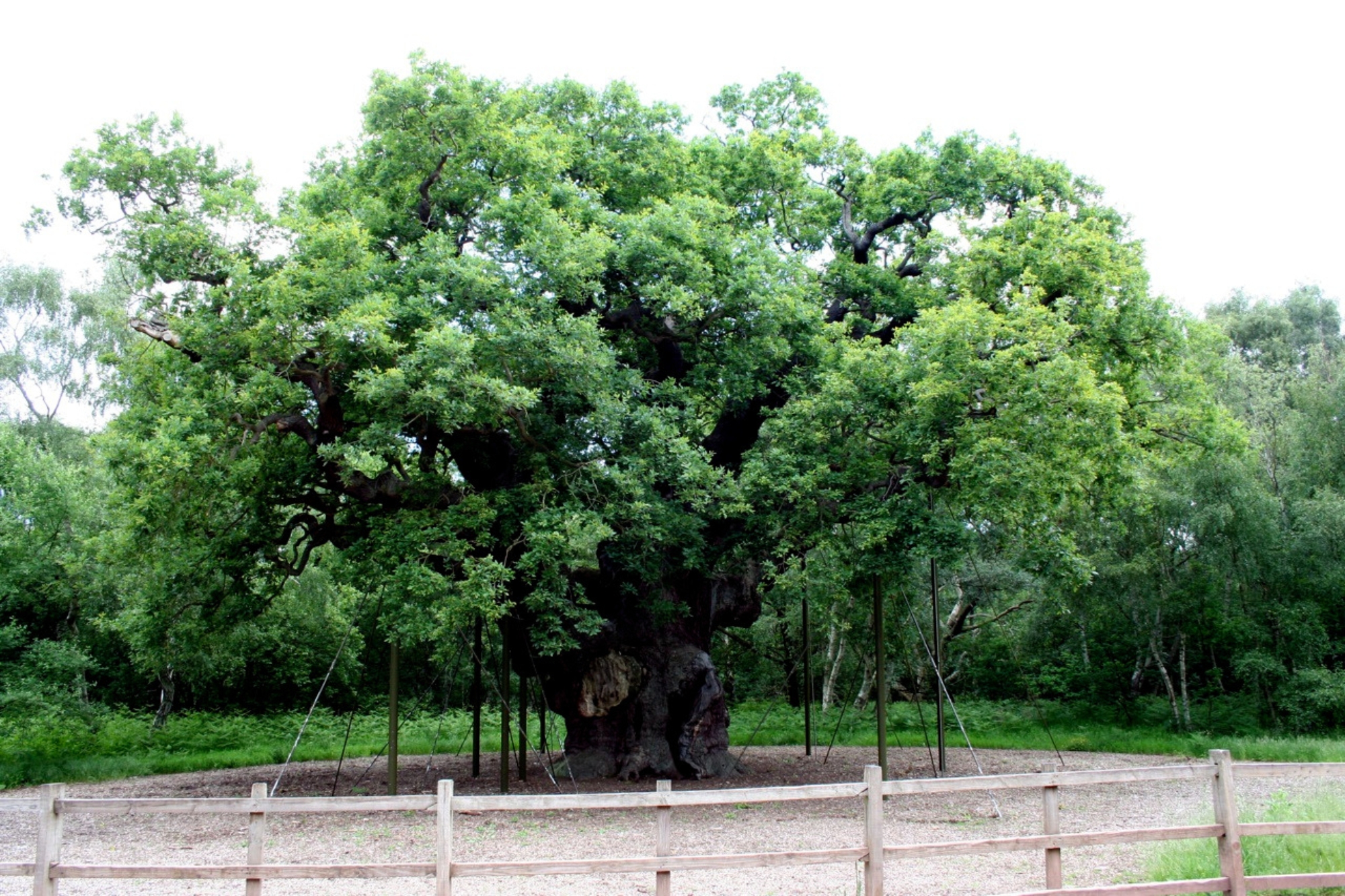 Major oak Paul Buckingham wikimedia commons