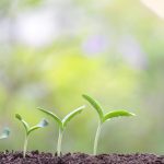 Verde indoor alleato contro caldo e inquinanti, le dritte dell'esperto