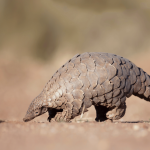 Pangolino