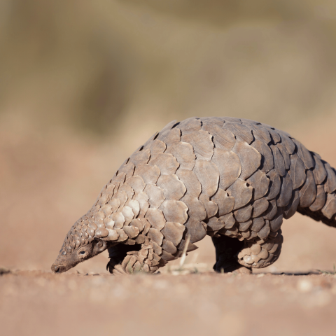Pangolino
