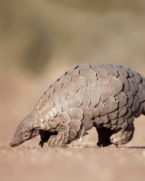 Pangolino