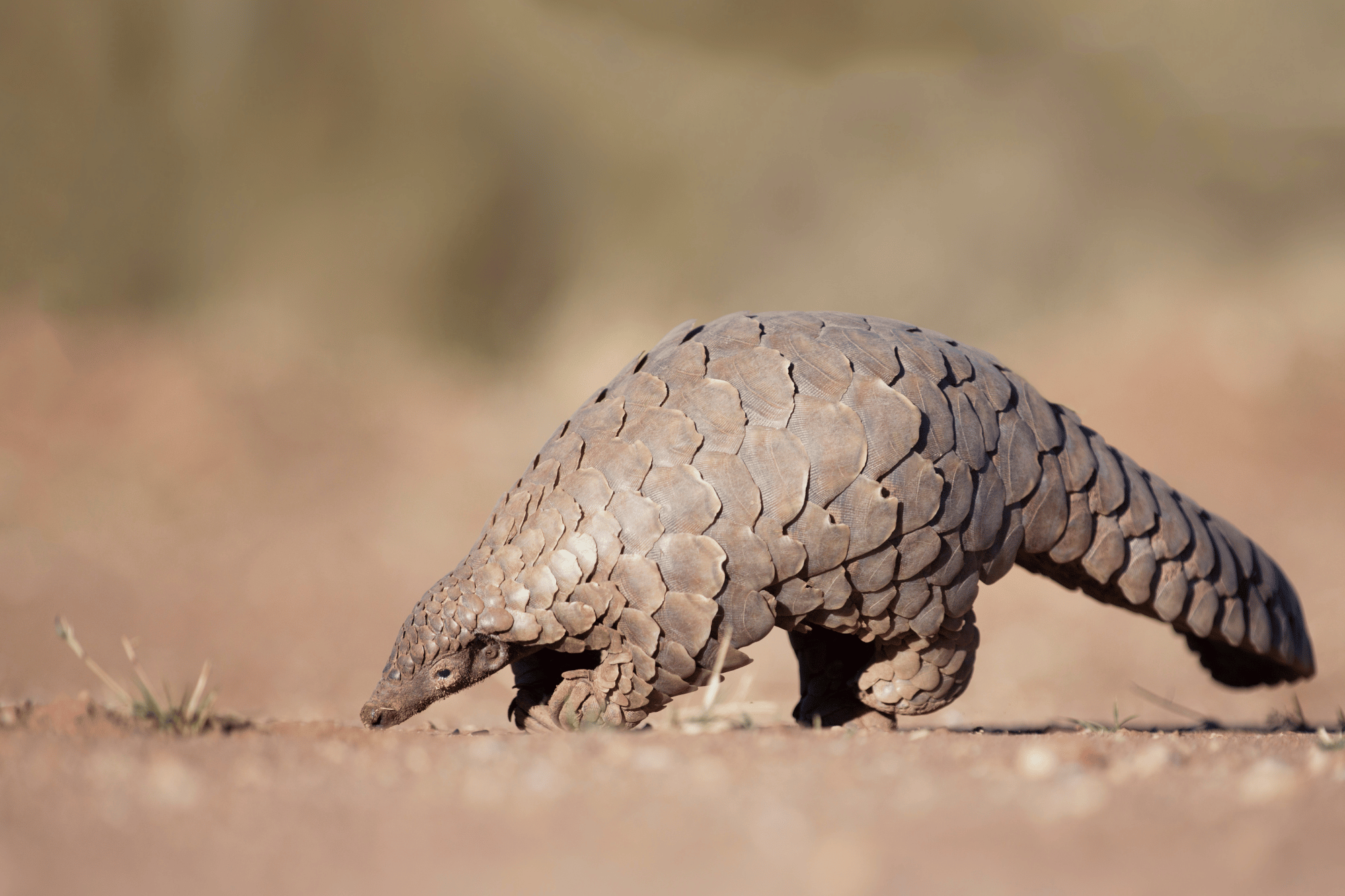 Pangolino