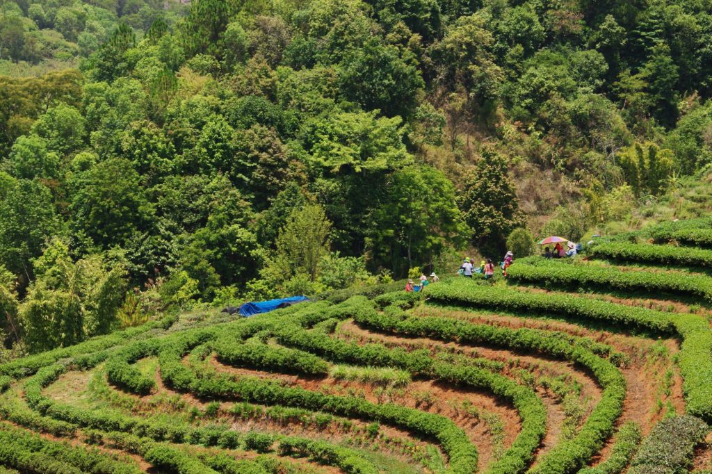 Agroforestazione canva