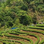 Agroforestazione canva