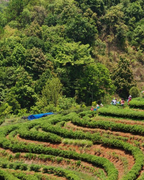 Agroforestazione canva
