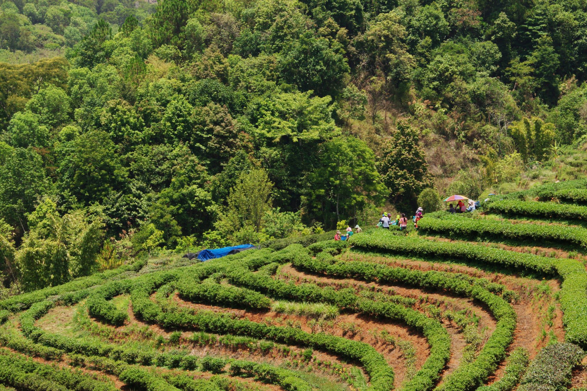 Agroforestazione canva