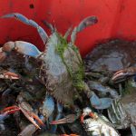 Dal granchio blu alla formica di fuoco, quanto ci 'costano' le specie aliene