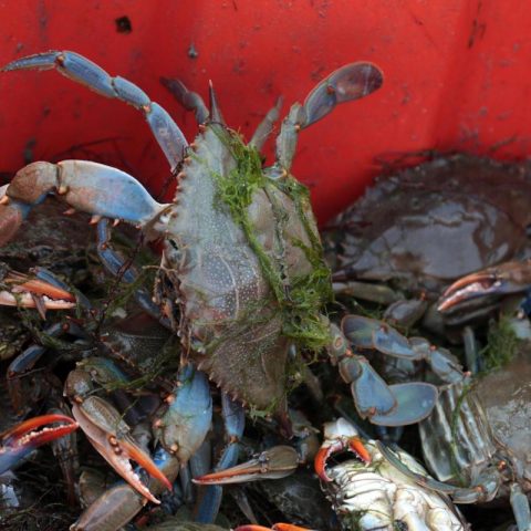 Dal granchio blu alla formica di fuoco, quanto ci 'costano' le specie aliene