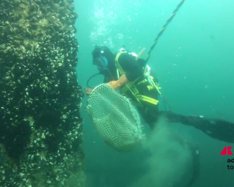 Marina di Ravenna, torna la Festa della Cozza Selvaggia tra mare, biodiversità e tradizioni