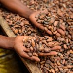 Alimenti, Icam presenta bilancio di sostenibilità 2025: la filiera del cacao che crea valore
