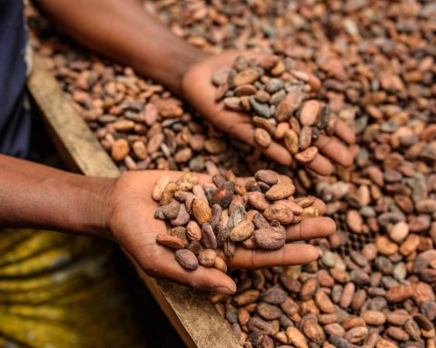 Alimenti, Icam presenta bilancio di sostenibilità 2025: la filiera del cacao che crea valore