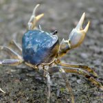 Granchio blu canva